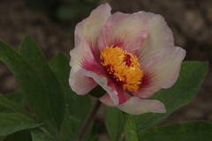 Paeonia chamaeleon