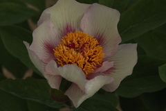 Paeonia chamaeleon