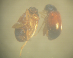 Parasyphraea