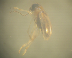 Parasyphraea