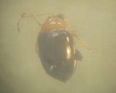 Syphrea