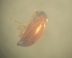 Parasyphraea