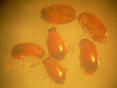 Parasyphraea