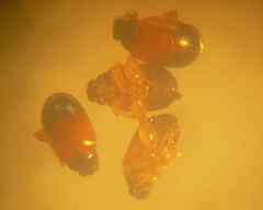 Parasyphraea