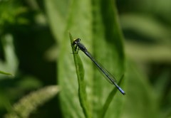 Pseudagrion citricola