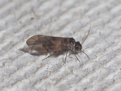 Peripsocus madidus