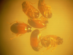 Parasyphraea