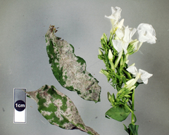 Golovinomyces magnicellulatus