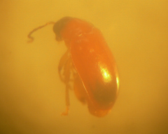 Parasyphraea