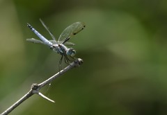 Palpopleura deceptor
