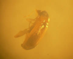 Parasyphraea