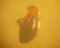 Monomacra
