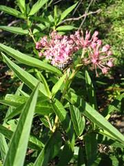 Asclepias incarnata incarnata
