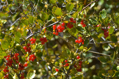 Ribes saxatile