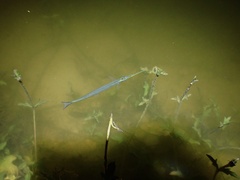 Hyporhamphus intermedius