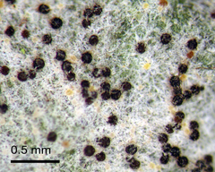 Golovinomyces magnicellulatus