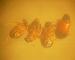 Parasyphraea