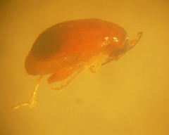 Parasyphraea