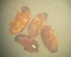 Parasyphraea