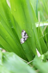 Epirrhoe rivata