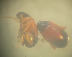 Parasyphraea
