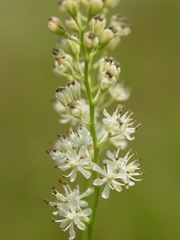Triantha racemosa