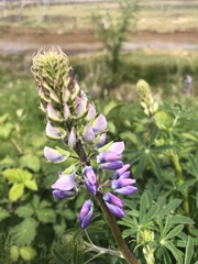 Lupinus nootkatensis