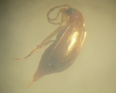 Luperodes