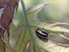 Calligrapha californica