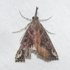 Hypena gueenealis