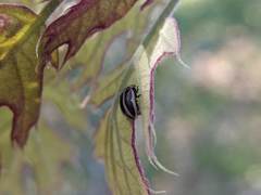 Calligrapha californica
