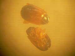 Parasyphraea