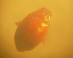 Parasyphraea