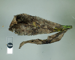 Microsphaeropsis hellebori