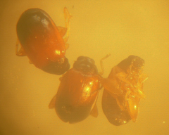 Parasyphraea