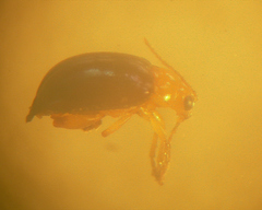 Monomacra