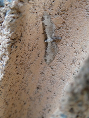 Eupithecia ravocostaliata