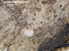 Microsphaeropsis hellebori