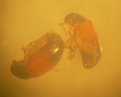 Parasyphraea