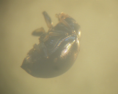 Spintherophyta