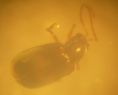 Diabrotica speciosa