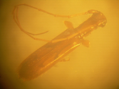Asynapteron equatorianum