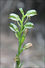 Pterostylis tunstallii