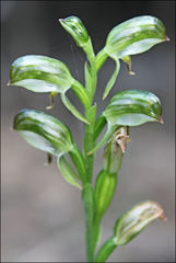 Pterostylis tunstallii