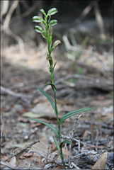 Pterostylis tunstallii