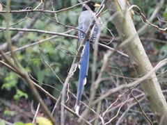 Urocissa flavirostris