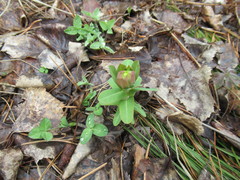 Euphorbia jenisseiensis