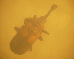 Pentispa aequatoriana