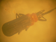 Chalepus cincticollis