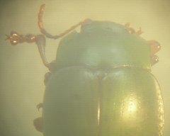 Platyphora albovirens